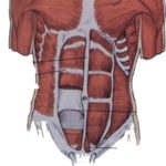 abdominoplastie, chirurgie réparatrice du ventre, chirurgie du ventre, tablier abdominale, cicatrice de césarienne, ventre forcé, ventre grossesse, vergetures ventre, opération esthétique du ventre, chirurgien abdominoplastie lyon, abdominoplastie lausanne, chirurgie esthétique du ventre, chirurgie plastique du ventre, chirurgie réparatrice du ventre, plastie abdominale, abdominaux, meilleur chirurgien du ventre, expert chirurgie esthétique, lifting du ventre, lifting du ventre photos, lifting ventre après grossesse, plastie abdominale, abdominoplastie prise en charge sécurité sociale,